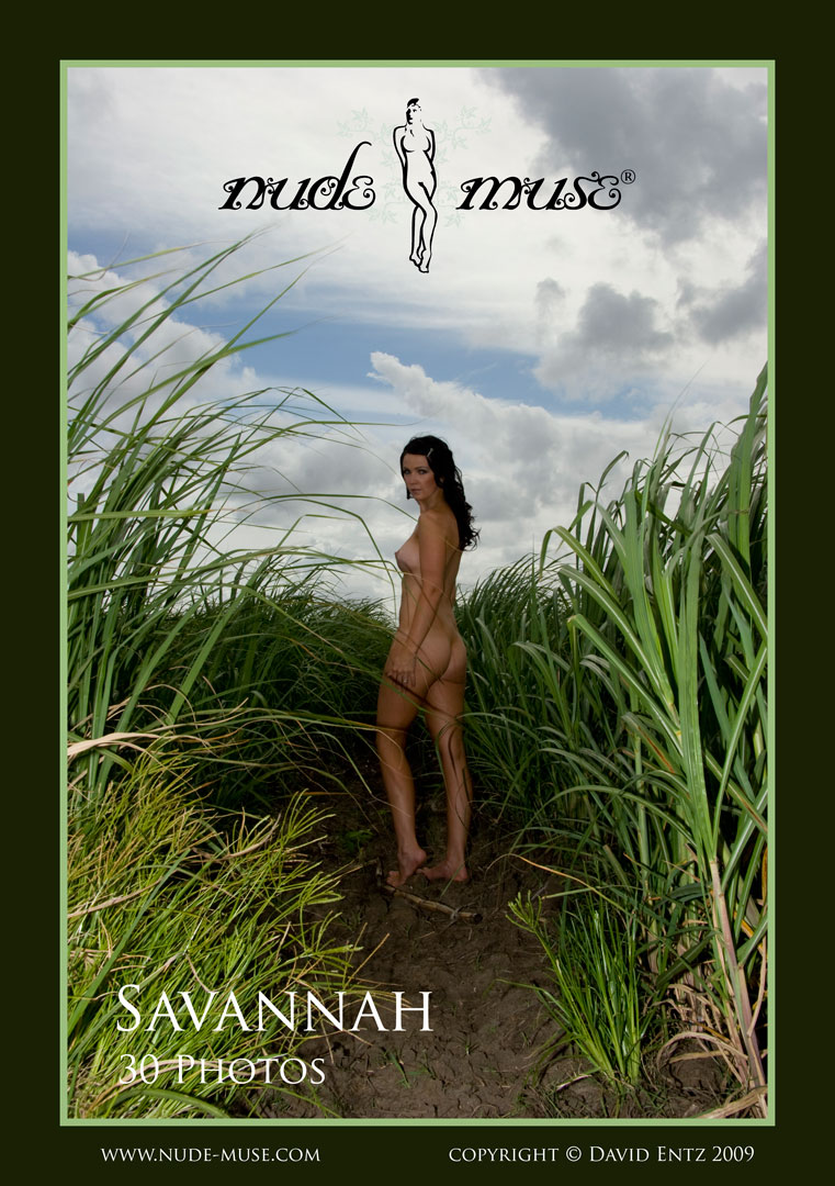 savannah sugar cane